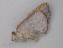  ( - BC ZSM Lep 47273)  @13 [ ] CreativeCommons - Attribution Non-Commercial Share-Alike (2011) Axel Hausmann/Bavarian State Collection of Zoology (ZSM) SNSB, Zoologische Staatssammlung Muenchen