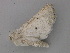  ( - BC ZSM Lep 47282)  @12 [ ] CreativeCommons - Attribution Non-Commercial Share-Alike (2011) Axel Hausmann/Bavarian State Collection of Zoology (ZSM) SNSB, Zoologische Staatssammlung Muenchen