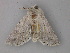  ( - BC ZSM Lep 47297)  @12 [ ] CreativeCommons - Attribution Non-Commercial Share-Alike (2011) Axel Hausmann/Bavarian State Collection of Zoology (ZSM) SNSB, Zoologische Staatssammlung Muenchen