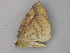  ( - BC ZSM Lep 47299)  @12 [ ] CreativeCommons - Attribution Non-Commercial Share-Alike (2011) Axel Hausmann/Bavarian State Collection of Zoology (ZSM) SNSB, Zoologische Staatssammlung Muenchen