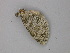  ( - BC ZSM Lep 47322)  @12 [ ] CreativeCommons - Attribution Non-Commercial Share-Alike (2011) Axel Hausmann/Bavarian State Collection of Zoology (ZSM) SNSB, Zoologische Staatssammlung Muenchen