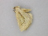  ( - BC ZSM Lep 47350)  @13 [ ] CreativeCommons - Attribution Non-Commercial Share-Alike (2011) Axel Hausmann/Bavarian State Collection of Zoology (ZSM) SNSB, Zoologische Staatssammlung Muenchen