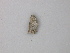  ( - BC ZSM Lep 47355)  @12 [ ] CreativeCommons - Attribution Non-Commercial Share-Alike (2011) Axel Hausmann/Bavarian State Collection of Zoology (ZSM) SNSB, Zoologische Staatssammlung Muenchen