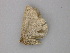  ( - BC ZSM Lep 47357)  @13 [ ] CreativeCommons - Attribution Non-Commercial Share-Alike (2011) Axel Hausmann/Bavarian State Collection of Zoology (ZSM) SNSB, Zoologische Staatssammlung Muenchen