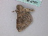  ( - BC ZSM Lep 49072)  @12 [ ] CreativeCommons - Attribution Non-Commercial Share-Alike (2011) Axel Hausmann/Bavarian State Collection of Zoology (ZSM) SNSB, Zoologische Staatssammlung Muenchen