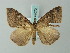  ( - BC ZSM Lep 49072)  @13 [ ] CreativeCommons - Attribution Non-Commercial Share-Alike (2012) Axel Hausmann/Bavarian State Collection of Zoology (ZSM) SNSB, Zoologische Staatssammlung Muenchen