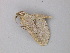  ( - BC ZSM Lep 49074)  @12 [ ] CreativeCommons - Attribution Non-Commercial Share-Alike (2011) Axel Hausmann/Bavarian State Collection of Zoology (ZSM) SNSB, Zoologische Staatssammlung Muenchen