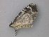  ( - BC ZSM Lep 49075)  @12 [ ] CreativeCommons - Attribution Non-Commercial Share-Alike (2011) Axel Hausmann/Bavarian State Collection of Zoology (ZSM) SNSB, Zoologische Staatssammlung Muenchen