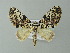  ( - BC ZSM Lep 49075)  @13 [ ] CreativeCommons - Attribution Non-Commercial Share-Alike (2012) Axel Hausmann/Bavarian State Collection of Zoology (ZSM) SNSB, Zoologische Staatssammlung Muenchen