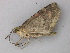  ( - BC ZSM Lep 49077)  @12 [ ] CreativeCommons - Attribution Non-Commercial Share-Alike (2011) Axel Hausmann/Bavarian State Collection of Zoology (ZSM) SNSB, Zoologische Staatssammlung Muenchen