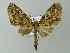  ( - BC ZSM Lep 49077)  @13 [ ] CreativeCommons - Attribution Non-Commercial Share-Alike (2012) Axel Hausmann/Bavarian State Collection of Zoology (ZSM) SNSB, Zoologische Staatssammlung Muenchen