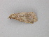  ( - BC ZSM Lep 49090)  @12 [ ] CreativeCommons - Attribution Non-Commercial Share-Alike (2011) Axel Hausmann/Bavarian State Collection of Zoology (ZSM) SNSB, Zoologische Staatssammlung Muenchen