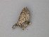  ( - BC ZSM Lep 49105)  @12 [ ] CreativeCommons - Attribution Non-Commercial Share-Alike (2011) Axel Hausmann/Bavarian State Collection of Zoology (ZSM) SNSB, Zoologische Staatssammlung Muenchen