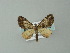  ( - BC ZSM Lep 49105)  @12 [ ] CreativeCommons - Attribution Non-Commercial Share-Alike (2012) Axel Hausmann/Bavarian State Collection of Zoology (ZSM) SNSB, Zoologische Staatssammlung Muenchen