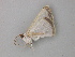  ( - BC ZSM Lep 49106)  @12 [ ] CreativeCommons - Attribution Non-Commercial Share-Alike (2011) Axel Hausmann/Bavarian State Collection of Zoology (ZSM) SNSB, Zoologische Staatssammlung Muenchen