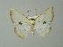  (Berberodes AH01Br - BC ZSM Lep 49106)  @13 [ ] CreativeCommons - Attribution Non-Commercial Share-Alike (2012) Axel Hausmann/Bavarian State Collection of Zoology (ZSM) SNSB, Zoologische Staatssammlung Muenchen