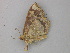  ( - BC ZSM Lep 49107)  @12 [ ] CreativeCommons - Attribution Non-Commercial Share-Alike (2011) Axel Hausmann/Bavarian State Collection of Zoology (ZSM) SNSB, Zoologische Staatssammlung Muenchen