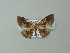  ( - BC ZSM Lep 49110)  @12 [ ] CreativeCommons - Attribution Non-Commercial Share-Alike (2012) Axel Hausmann/Bavarian State Collection of Zoology (ZSM) SNSB, Zoologische Staatssammlung Muenchen