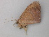  ( - BC ZSM Lep 49115)  @12 [ ] CreativeCommons - Attribution Non-Commercial Share-Alike (2011) Axel Hausmann/Bavarian State Collection of Zoology (ZSM) SNSB, Zoologische Staatssammlung Muenchen
