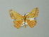  ( - BC ZSM Lep 49127)  @12 [ ] CreativeCommons - Attribution Non-Commercial Share-Alike (2012) Axel Hausmann/Bavarian State Collection of Zoology (ZSM) SNSB, Zoologische Staatssammlung Muenchen