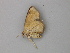  ( - BC ZSM Lep 49128)  @13 [ ] CreativeCommons - Attribution Non-Commercial Share-Alike (2011) Axel Hausmann/Bavarian State Collection of Zoology (ZSM) SNSB, Zoologische Staatssammlung Muenchen