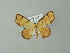  ( - BC ZSM Lep 49128)  @14 [ ] CreativeCommons - Attribution Non-Commercial Share-Alike (2012) Axel Hausmann/Bavarian State Collection of Zoology (ZSM) SNSB, Zoologische Staatssammlung Muenchen
