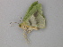  ( - BC ZSM Lep 49129)  @14 [ ] CreativeCommons - Attribution Non-Commercial Share-Alike (2011) Axel Hausmann/Bavarian State Collection of Zoology (ZSM) SNSB, Zoologische Staatssammlung Muenchen