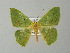  ( - BC ZSM Lep 49129)  @14 [ ] CreativeCommons - Attribution Non-Commercial Share-Alike (2012) Axel Hausmann/Bavarian State Collection of Zoology (ZSM) SNSB, Zoologische Staatssammlung Muenchen