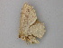 ( - BC ZSM Lep 49130)  @12 [ ] CreativeCommons - Attribution Non-Commercial Share-Alike (2011) Axel Hausmann/Bavarian State Collection of Zoology (ZSM) SNSB, Zoologische Staatssammlung Muenchen