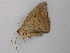  ( - BC ZSM Lep 49132)  @12 [ ] CreativeCommons - Attribution Non-Commercial Share-Alike (2011) Axel Hausmann/Bavarian State Collection of Zoology (ZSM) SNSB, Zoologische Staatssammlung Muenchen
