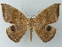  ( - BC ZSM Lep 49132)  @13 [ ] CreativeCommons - Attribution Non-Commercial Share-Alike (2012) Axel Hausmann/Bavarian State Collection of Zoology (ZSM) SNSB, Zoologische Staatssammlung Muenchen