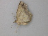  ( - BC ZSM Lep 49133)  @12 [ ] CreativeCommons - Attribution Non-Commercial Share-Alike (2011) Axel Hausmann/Bavarian State Collection of Zoology (ZSM) SNSB, Zoologische Staatssammlung Muenchen