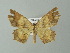  (Tetragonodes geminariaAH01Br - BC ZSM Lep 49133)  @13 [ ] CreativeCommons - Attribution Non-Commercial Share-Alike (2012) Axel Hausmann/Bavarian State Collection of Zoology (ZSM) SNSB, Zoologische Staatssammlung Muenchen