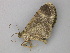  ( - BC ZSM Lep 49139)  @13 [ ] CreativeCommons - Attribution Non-Commercial Share-Alike (2011) Axel Hausmann/Bavarian State Collection of Zoology (ZSM) SNSB, Zoologische Staatssammlung Muenchen