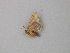  ( - BC ZSM Lep 49141)  @12 [ ] CreativeCommons - Attribution Non-Commercial Share-Alike (2011) Axel Hausmann/Bavarian State Collection of Zoology (ZSM) SNSB, Zoologische Staatssammlung Muenchen