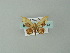  (Idaea fimbriataAH01Br - BC ZSM Lep 49141)  @13 [ ] CreativeCommons - Attribution Non-Commercial Share-Alike (2012) Axel Hausmann/Bavarian State Collection of Zoology (ZSM) SNSB, Zoologische Staatssammlung Muenchen
