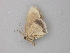 ( - BC ZSM Lep 49145)  @12 [ ] CreativeCommons - Attribution Non-Commercial Share-Alike (2011) Axel Hausmann/Bavarian State Collection of Zoology (ZSM) SNSB, Zoologische Staatssammlung Muenchen