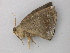  (Oxydia apidaniaAH01Br - BC ZSM Lep 49151)  @12 [ ] CreativeCommons - Attribution Non-Commercial Share-Alike (2011) Axel Hausmann/Bavarian State Collection of Zoology (ZSM) SNSB, Zoologische Staatssammlung Muenchen