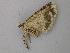  ( - BC ZSM Lep 49155)  @13 [ ] CreativeCommons - Attribution Non-Commercial Share-Alike (2011) Axel Hausmann/Bavarian State Collection of Zoology (ZSM) SNSB, Zoologische Staatssammlung Muenchen