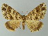  ( - BC ZSM Lep 49155)  @14 [ ] CreativeCommons - Attribution Non-Commercial Share-Alike (2012) Axel Hausmann/Bavarian State Collection of Zoology (ZSM) SNSB, Zoologische Staatssammlung Muenchen