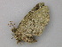  ( - BC ZSM Lep 49160)  @12 [ ] CreativeCommons - Attribution Non-Commercial Share-Alike (2011) Axel Hausmann/Bavarian State Collection of Zoology (ZSM) SNSB, Zoologische Staatssammlung Muenchen