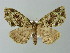  ( - BC ZSM Lep 49160)  @13 [ ] CreativeCommons - Attribution Non-Commercial Share-Alike (2012) Axel Hausmann/Bavarian State Collection of Zoology (ZSM) SNSB, Zoologische Staatssammlung Muenchen