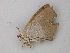 ( - BC ZSM Lep 49161)  @13 [ ] CreativeCommons - Attribution Non-Commercial Share-Alike (2011) Axel Hausmann/Bavarian State Collection of Zoology (ZSM) SNSB, Zoologische Staatssammlung Muenchen