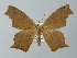  (Eutomopepla AH02Br - BC ZSM Lep 49161)  @14 [ ] CreativeCommons - Attribution Non-Commercial Share-Alike (2012) Axel Hausmann/Bavarian State Collection of Zoology (ZSM) SNSB, Zoologische Staatssammlung Muenchen