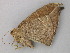  ( - BC ZSM Lep 49162)  @13 [ ] CreativeCommons - Attribution Non-Commercial Share-Alike (2011) Axel Hausmann/Bavarian State Collection of Zoology (ZSM) SNSB, Zoologische Staatssammlung Muenchen