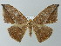  ( - BC ZSM Lep 49162)  @14 [ ] CreativeCommons - Attribution Non-Commercial Share-Alike (2012) Axel Hausmann/Bavarian State Collection of Zoology (ZSM) SNSB, Zoologische Staatssammlung Muenchen