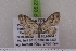  ( - BC NP 0522)  @12 [ ] Copyright (2010) Axel Hausmann/Bavarian State Collection of Zoology (ZSM) SNSB, Zoologische Staatssammlung Muenchen