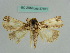  (Risoba hiemischi - BC ZSM Lep 37871)  @13 [ ] CreativeCommons - Attribution Non-Commercial Share-Alike (2010) Axel Hausmann SNSB, Zoologische Staatssammlung Muenchen