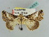  ( - BC ZSM Lep 37877)  @11 [ ] CreativeCommons - Attribution Non-Commercial Share-Alike (2010) Axel Hausmann SNSB, Zoologische Staatssammlung Muenchen