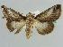  (Risoba rafflesae - BC ZSM Lep 37878)  @12 [ ] CreativeCommons - Attribution Non-Commercial Share-Alike (2010) Axel Hausmann SNSB, Zoologische Staatssammlung Muenchen